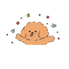 Fluffy Toy Poodle's life