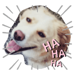 ringo_20200524223316