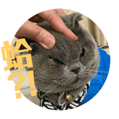 Aniki英短喵與馬麻