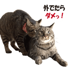 金曜日 ラバ ウェーハ 猫 フルート O Tec Gmbh Net