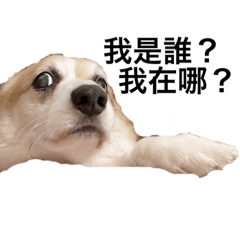 柯基犬的日常之我叫金嬌