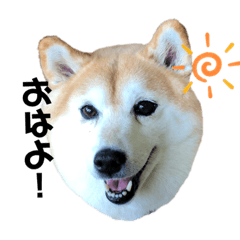 柴犬らんの日常②
