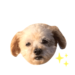 dog_moka_pako02