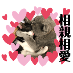 Aniki英短喵的生活日常2