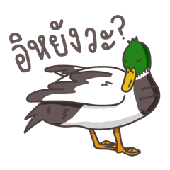 Moody Mallard Duck