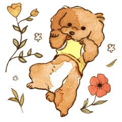 cute Toy Poodle Rani