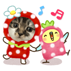 panda_20200526113537