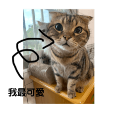 阿貴貴與啾啾丸