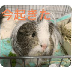 Suzu_20200526145244