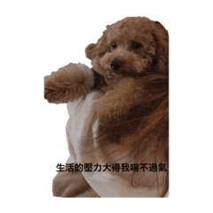 笨狗77