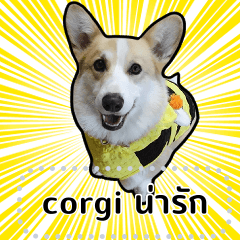 corgi น่ารัก 2