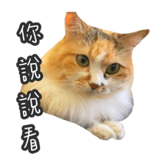 PoPo the annoying cat