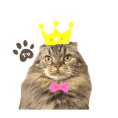 my name is "chachamaru"