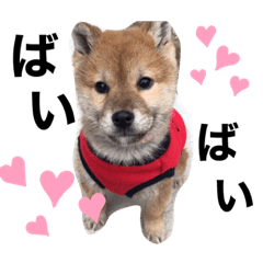 shibainuganmo2