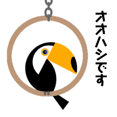 A toco toucan named Ohashi-kun