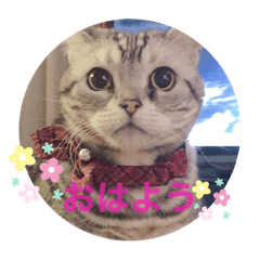 May be cute cat Hina (=^x^=)