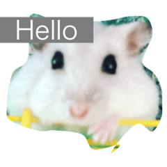 Hamster by Grant