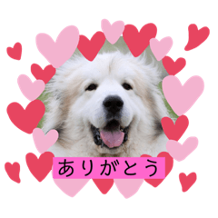 MIYABI_enehappy