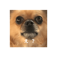 RISA_20200527125212