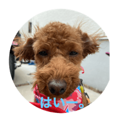 1YASU2KEIKO3HIMAWRI.'tw.'ptwjp'?'t.wjt"w