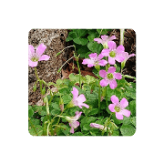 kimis flower sticker 15