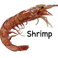 Shrimp English version