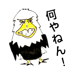 White head eagle怒り