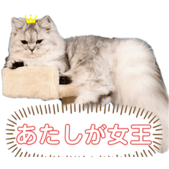 Sherry_20200527202957