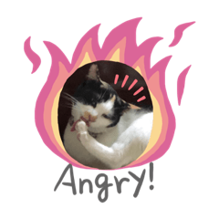 Nongmeowsocute_20200520212458