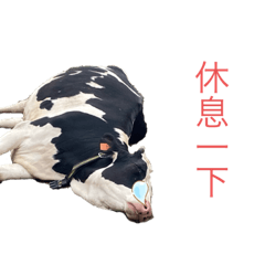 荷蘭牛