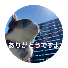 nozomi_20200528090324