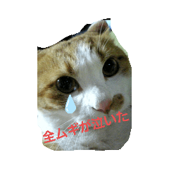 nyanko_20200528122153