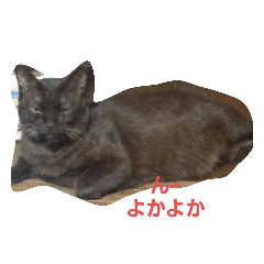 nyanko_20200528112900