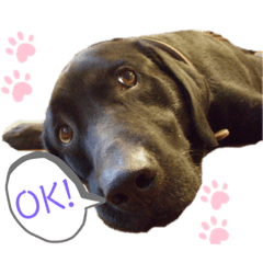 Labrador Retriever / Riki