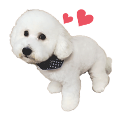 Bichon Frise  Lucas daily life 1