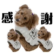 TonTon_2020 Good boy