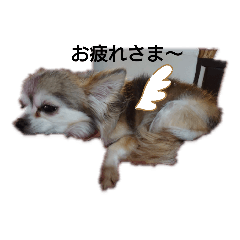 チワワのべりこさん