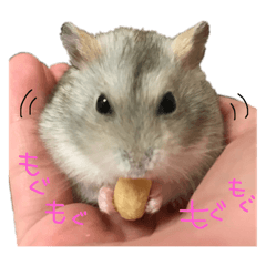 cute hamster LOVE