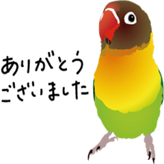 Parrots with Japanese slangs