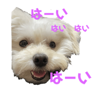 sora_20200529095353