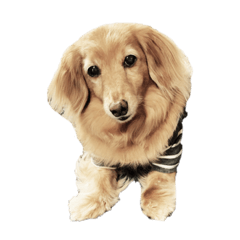 kurumi_20200528235409INU