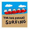 THE RICE SIZE CAT SURFING