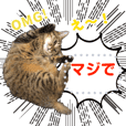 MESSAGE CAT STICKERS