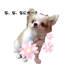pokopoko_20200529155047