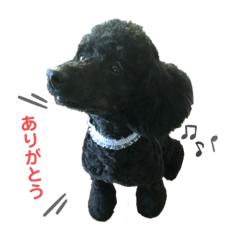 toy poodle goemon