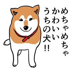 めちゃめちゃかわいいうちの犬!!