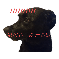 q-tan stamp