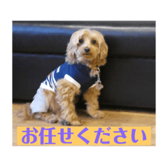 hoshimin_20200530041306