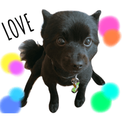 achaacha_20200530joe1