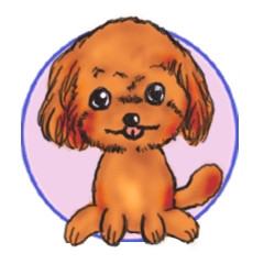 cute toy poodle kuu